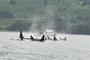 Orcas in Kodiak Alaska